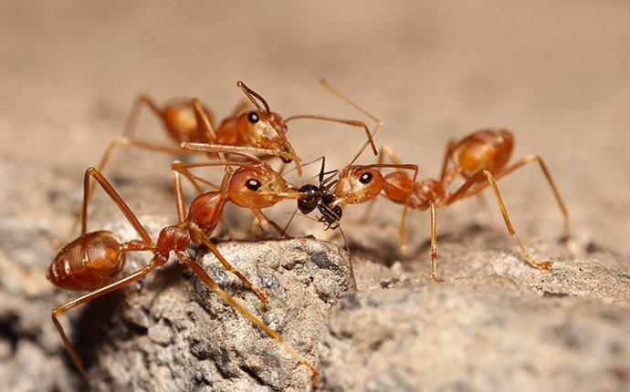 a cluster of fire ants eating their prey