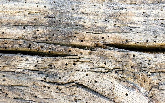 perderpost beetle damageon a wooden structure