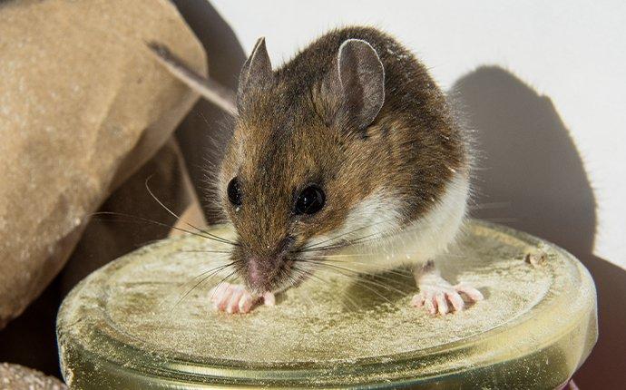 a mouse on a jar in a kitchen cabinet