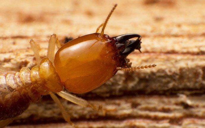 termite crawling on wood