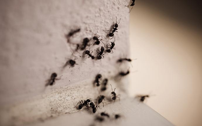 carpenter ants crawling on the corner of a counter