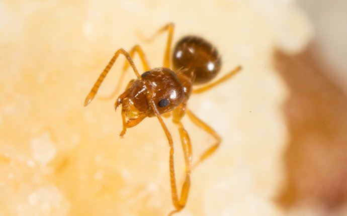 a crazy ant on fruit