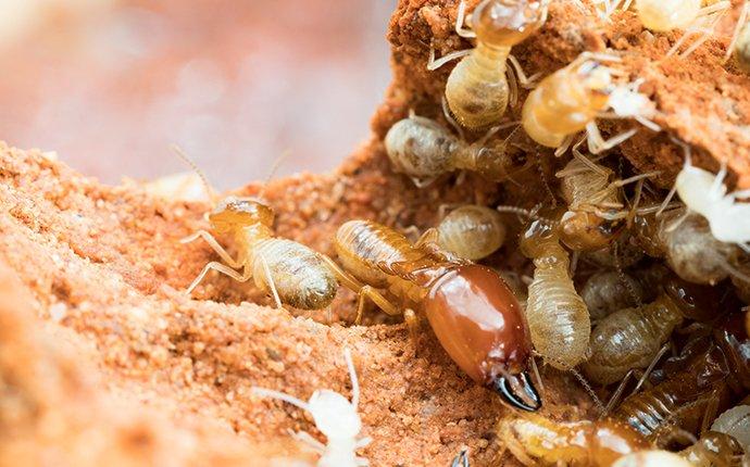 termite crawling on chewed wood