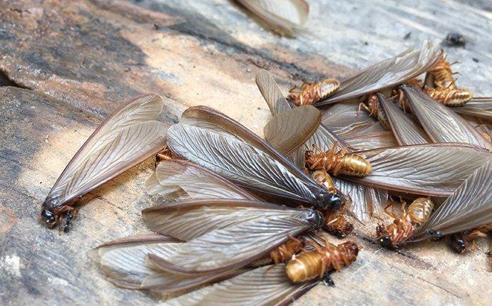 termite swarmers dead on the ground