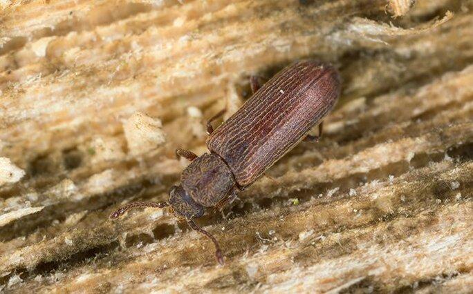 powder post beetle on wooden post