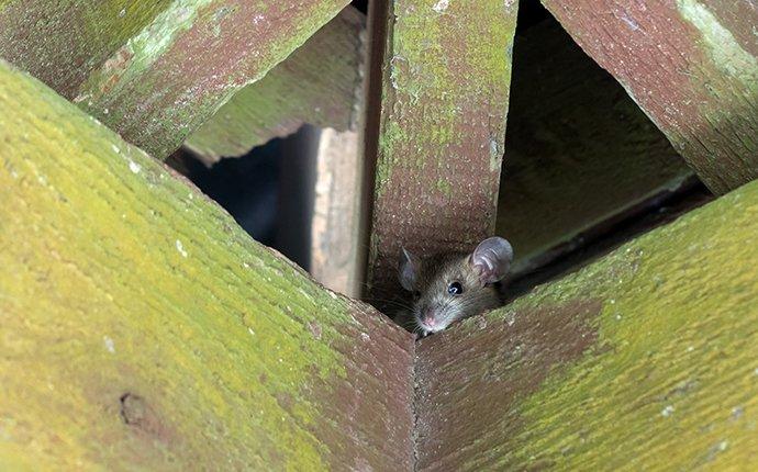 roof rat in rafters