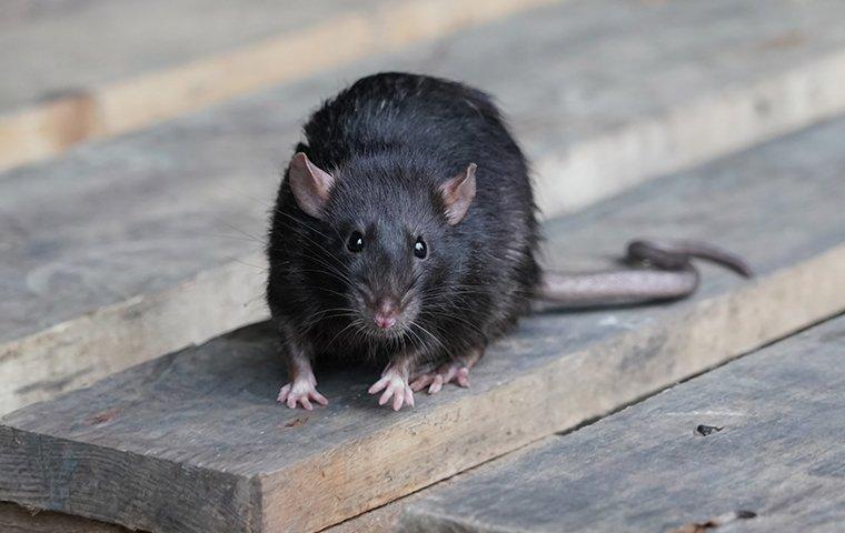 rat on a pallet