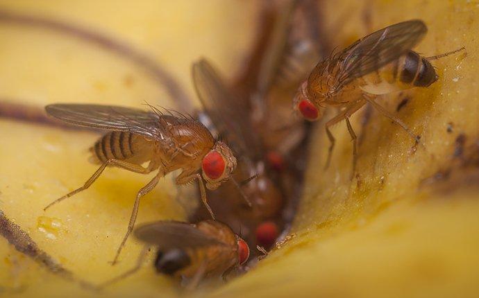 fruit flies on trash