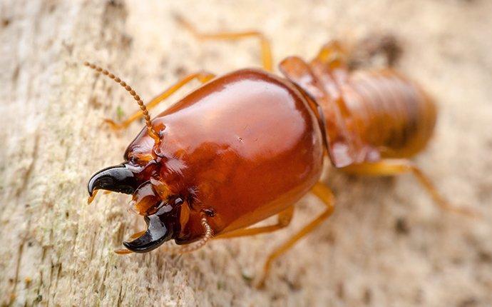 Termite crawling on top of wood near Baton Rouge