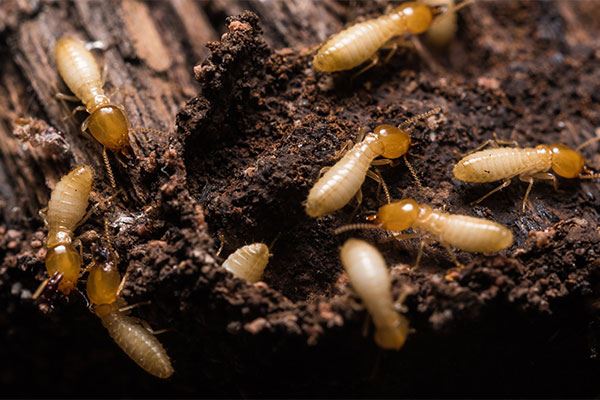 Termite Control